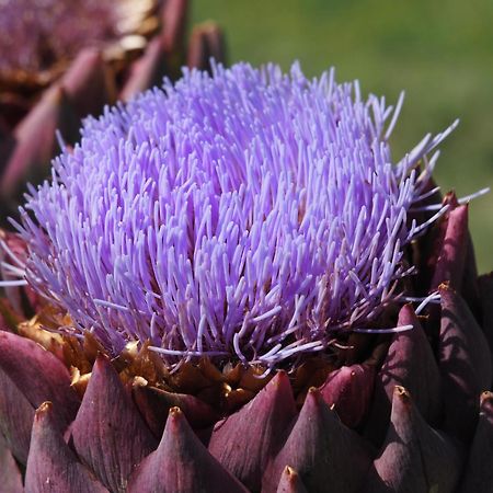 Le Mas De Doat, Gite De Charme 4 Etoiles Dans Le Triangle D Or Proche Gaillac Et Albi Senouillac Eksteriør bilde