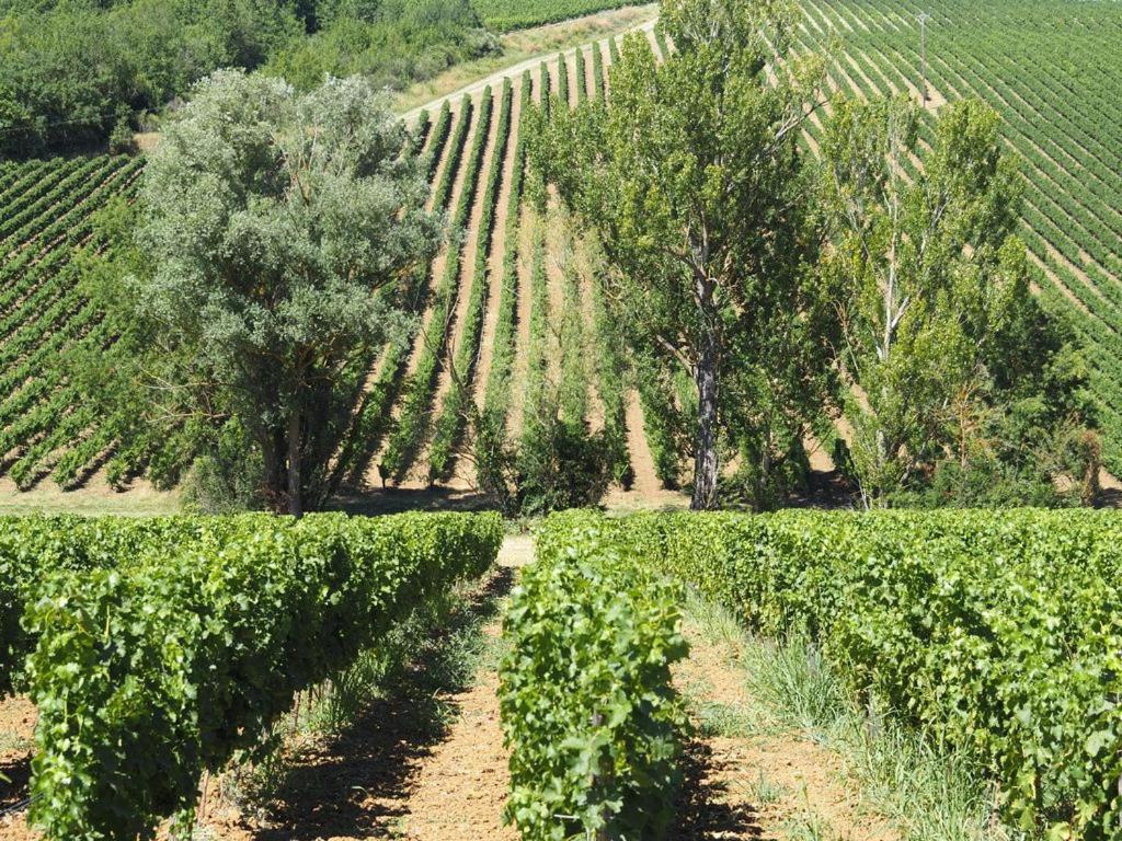 Le Mas De Doat, Gite De Charme 4 Etoiles Dans Le Triangle D Or Proche Gaillac Et Albi Senouillac Eksteriør bilde